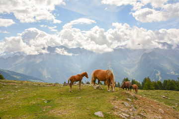 Obraz premium cavalli al pascolo