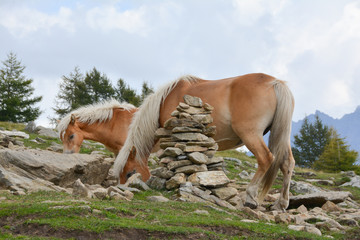 cavalli al pascolo