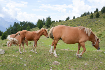 Obraz na płótnie Canvas cavalli,al pascolo in montagna