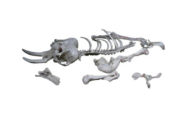 Fototapeta premium Elephant skeleton watercolor