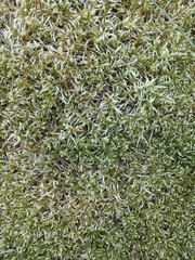 moss texture
