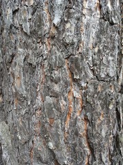 bark texture