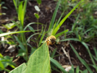 ミツバチ honeybee