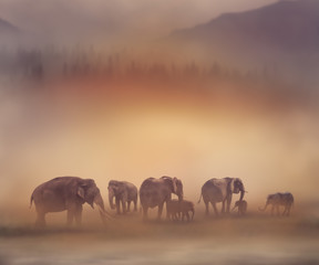 Plakat Elephants at sunset