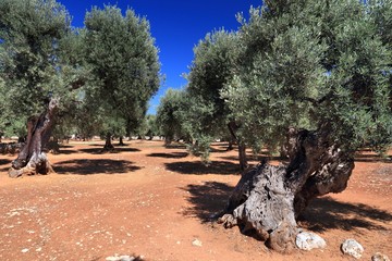 Apulia olive trees