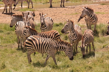 Serengeti wildlife