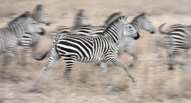 Fototapeta Zebras im Galopp  - Impression