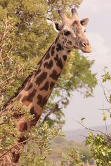 Serengeti wildlife
