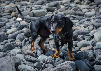 Dachshund tekkel salchicha