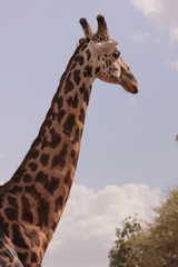 Serengeti wildlife