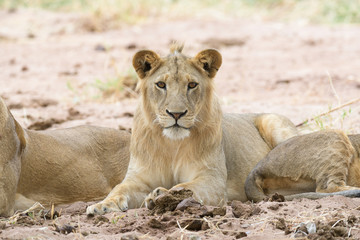 junger Löwe im Tarangire Nationalpark, Tansania