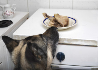 Dog In A Kitchen