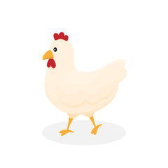 Adorable walking mature rooster chicken in flat style. Cute hen cartoon. Vector illustration