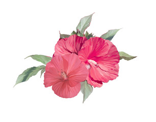 red hibiscus flowers watercolor