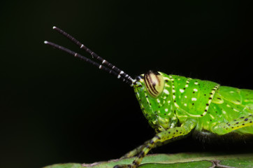 grasshopper on green leaves in black background, macro portrait insect life.