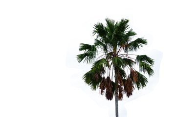 top of sugar Palm tree isolated on white background
