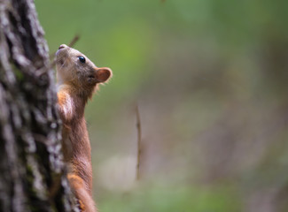 Protein weighs on the tree and looks to the top