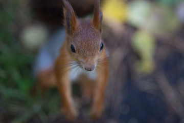Squirrel view from the top