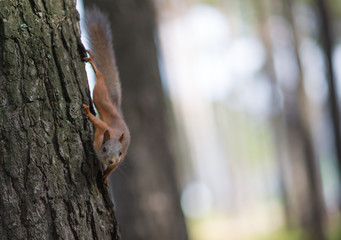 Protein weighs in a tree upside down