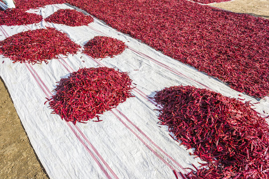 Red chili pepper drying in shertha, Gujarat , India