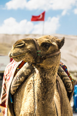 Camel Cappadocia