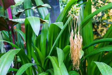 green leaf with dried flower.