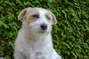 Der Hund - Jack Russell