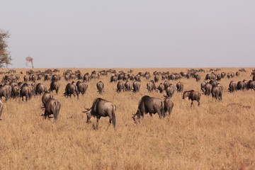 Serengeti wildlife