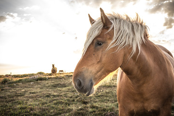 Portrait cheval ardèche comtois de trait robe marron crinière blonde en contre jour dans prairie...