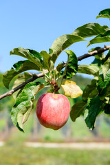 Obstbaum mit rotem Apfel 