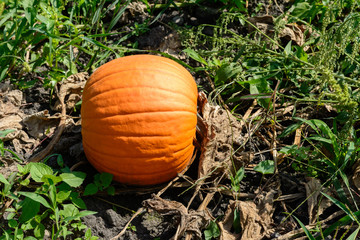 Obraz premium Halloween