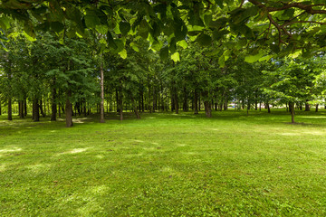 A green glade with growing trees