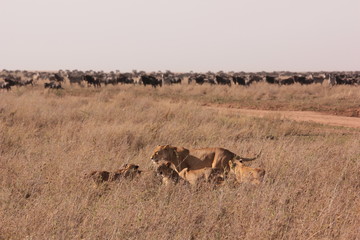 Naklejka premium Serengeti wildlife
