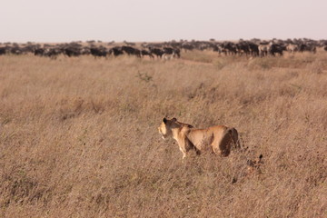 Serengeti wildlife