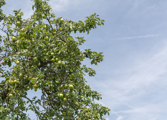 Apfelbaum - Obstbaum