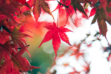 Red maple leaf in Japan during Autumn Season between September to November every year