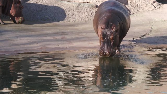 Hippos Walking into the water