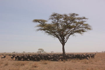 Serengeti wildlife