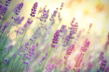 Selective focus on lavender flower, lavender flowers lit by sunlight in flower garden