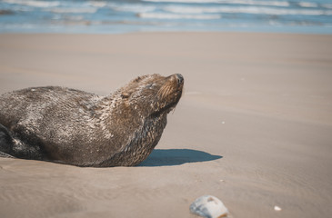 Leão-marinho na praia no sol 
