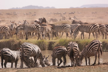 Obraz na płótnie Canvas Serengeti wildlife