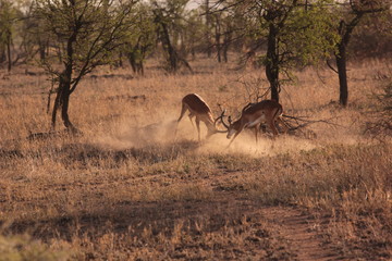 Naklejka na ściany i meble Serengeti wildlife