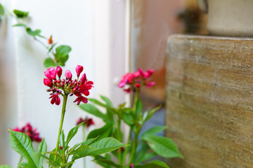 close up of beautiful blooming pink flower and green leaf with blurred background with copy space for text