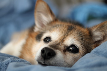 Puppy dog lying on bed.