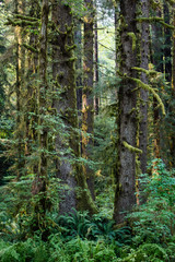 Moss-Covered Redwood Trees in Redwood National Park, California