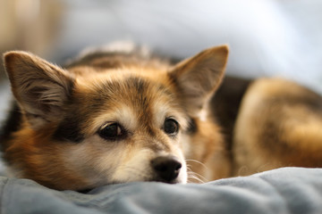 Puppy dog lying on bed.
