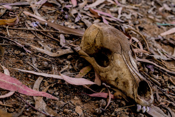 Skull