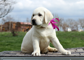 cute little labrador puppy in the park