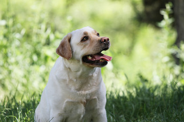 the cute yellow labrador in the park