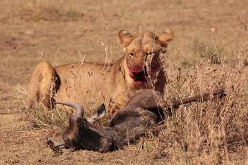 Obraz premium Serengeti wildlife